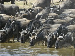 Seronera_and_Lobo2003-025